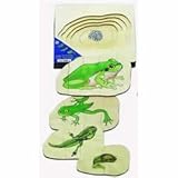 From Egg to Frog Puzzle