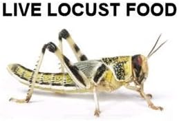 25 Locusts Reptile Live Food Medium 12-20mm