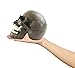 Seraphic Creepy Halloween Human Skull Sculpture with Mouth Open, Black