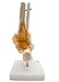 Foot Joint Model with Ligaments,Kouber Human Anatomical Model,Life Size,Height 11