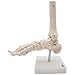 Foot and Ankle Skeleton Model,Kouber Human Anatomical Model,Life Size,Height 11