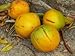 Fresh June Plum Ambarella Jobo Fruit Spondias Dulcis (3lb)