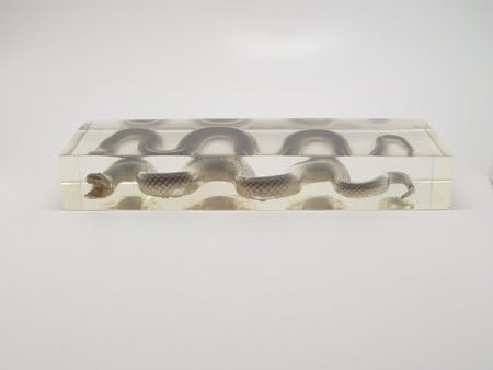 Lucite Treasures Chinese Water Snake Specimen