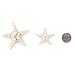 Super Z Outlet Starfish Natural Knobby Mini Beach Sea Stars for Wedding Seashell Crafts (12 Piece)