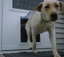 maxseal dog door