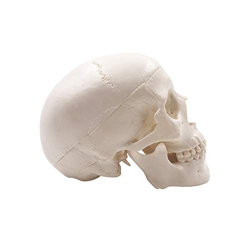 4 Mini+Skull+Model+Anatomical+Education