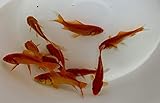 Live Comet Goldfish for Aquariums, Tanks, or Garden Ponds - Live Common Goldfish - Born and Raised in The USA - Live Arrival Guarantee (3 to 4 inches, 100 Fish)