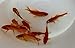 Toledo Goldfish Live Shubunkins and Comet Goldfish Combo for Aquariums, Tanks, or Garden Ponds Live Goldfish – Live Arrival Guarantee (3-4 inches, 12 Fish, 6 of Each)thumb 1