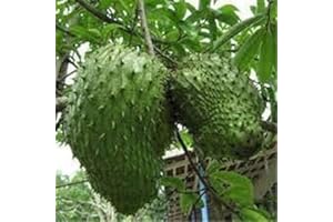 MITRAEE 100pcs Giant Soursop Tropical Fruit Seeds