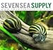 SevenSeaSupply 5 Zebra Nerite Fresh Water Aquarium Snails