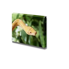 Canvas Prints Wall Art - Lavender Tiger Albino Python Snake Closeup | Modern Wall Decor/Home Art Stretched Gallery Canvas Wrap Giclee Print & Ready to Hang - 12" x 18"
