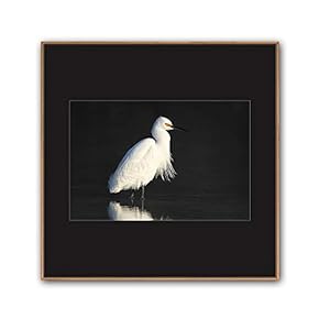signwin Framed Canvas Wall Art A Bird Standing...