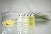 Terra Pure Body Wash, Travel Size Hotel Amenities, 1 oz. (Case of 100)