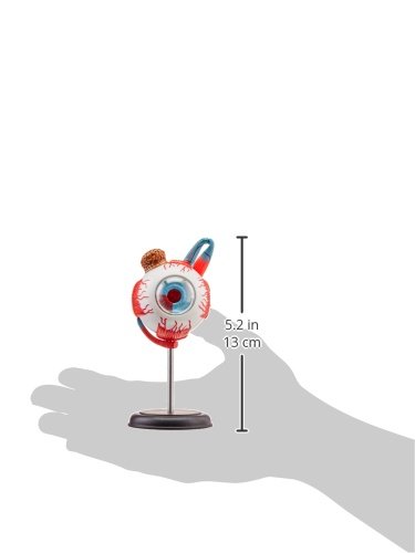 Tedco Human Anatomy - Eyeball Anatomy Model