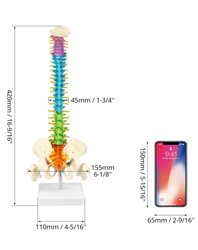 QWORK Flexible Human Spine Model with Spinal Nerves Pelvis and Thighs, Vertebral Column Anatomical Model for Medical Learning Researching Display, 45 cm / 18