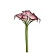 Angel Isabella, LLC 20pc Set of Keepsake Artificial Real Touch Calla Lily with Small Bloom Perfect for Making Bouquet, Boutonniere,Corsage (Burgundy Wine Trim)