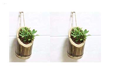 COIR GARDEN Bamboo Vertical Hanging Planters With Rope, length 17 cm to 20 cm. Diameter is 8 cm to 10 cm, 2 Pieces