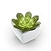 Mini Fake Succulents Artificial Plants X Large Shoe Organizer Storage Boxes for Closet, Modular Space Saving Shoe Boxes Clear Plastic Stackable Sneaker Containers Display Case with Lids, Gray