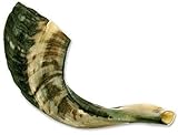 Traditional Shofar from Israel, Jewish Natural