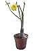 9GreenBox - Yellow Sorbet Desert Rose