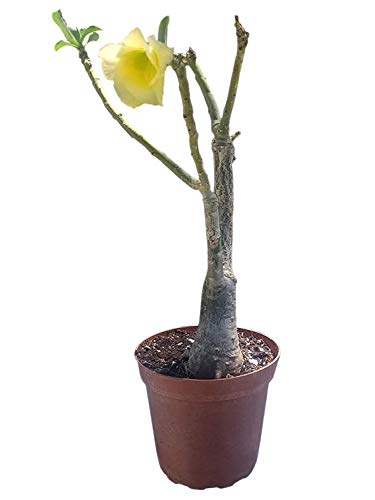 9GreenBox - Yellow Sorbet Desert Rose