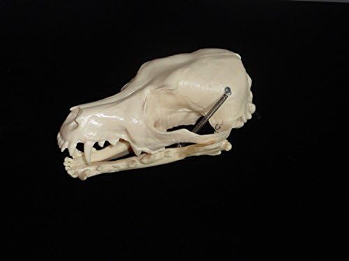 Canine (Dog) Skull Only 2nd Quality SPECIAL SALE Veterinary