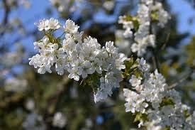 Heirloom Organic Yoshino Cherry Tree 10 Seeds by VioletSeeds
