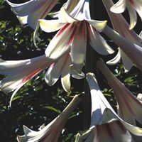 JustSeed Blume riesenlilien Fichte 20 Samen Duftende