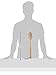 ELEMIS Body Detox Skin Brush - Exfoliating Body Brush