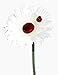 VW Beetle Flower - White Diamond Daisy with Universal Suction Vase
