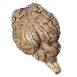 Nasco Sheep Organ - Brain; with Cranial Nerve Roots Lab Specimen - LS01152