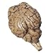 Nasco Sheep Organ - Brain; with Cranial Nerve Roots Lab Specimen - LS01152