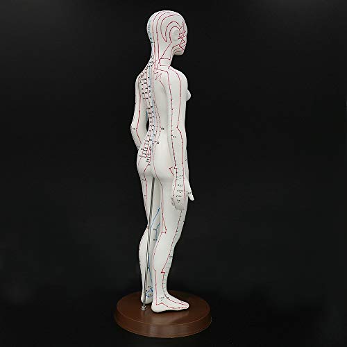 Acupuncture Model 48cm Female with Base Human Acupuncture meridians Model Acupuncture Starter Kit - Thumbnail 5