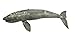 Safari Ltd. Gray Whale Figurine - Lifelike 12.5
