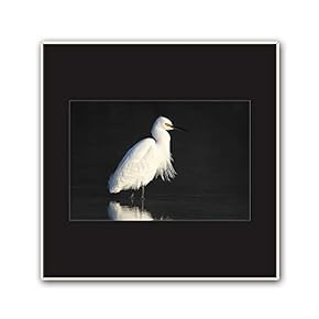 signwin Framed Canvas Wall Art A Bird Standing...
