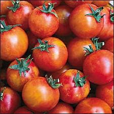 Isis Cherry Candy Tomato - 20 Seeds - Fruity ALG -386