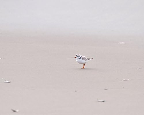 Shorebird Photograph - Coastal Wall Art - "Lone Piping Plover" - Beach Photography