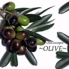 ~Olive Tree~ ANCIENT TREE Olea europaea to 10°F Zone 8 Arbequina LIVE Potd PLANT