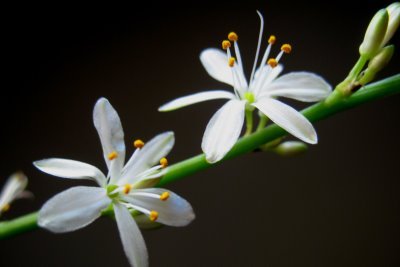 Hirt's Reverse Variegated Spider Plant - Easy to Grow - Cleans The Air - 4" Pot