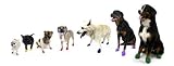 Pawz Dog Boots - Large - Black,12 pack