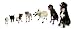Pawz Dog Boots - Large - Black,12 pack