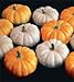 (VPU)~"BABY BOO/JACK-BE-LITTLE MIX" MINI PUMPKIN~Seeds!!!~~~~Everyone's Favorite!