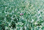 Austrian Winter Pea 5 Lb.