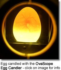 Avianweb OvaScope HIGH Intensity Egg Candler - for Highest Possible Visibility of The Growing Embryo Inside The Egg - Suitable for Darker, Mottled or Thicker-shelled Eggs