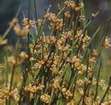 Elwyn 10pcs Ephedra Viridis Plant Seeds
