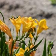 美しい鉢植え植 フリージア アヤメスイセン 菖蒲水仙 ショウブスイセン球根 フリージア球根 ガーデニング 10 球根 花 Amazon