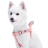 Blueberry Pet Essentials Classic Durable Solid