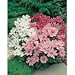 50 Heirloom Mixed Cosmos Seeds