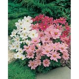 50 Heirloom Mixed Cosmos Seeds 50 Heirloom Mixed Cosmos Seeds