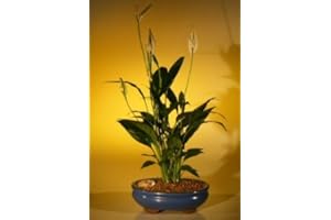 Bonsai Boy's Flowering Peace Lily Bonsai Tree spathiphyllum